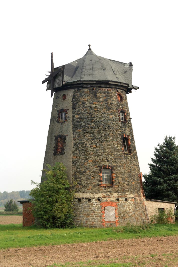 Turmholländer bei Groß Ammensleben